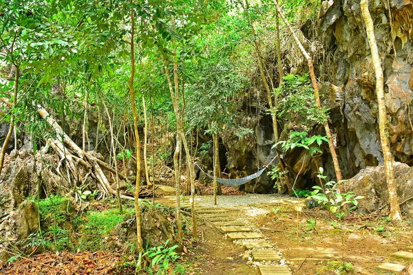 Pathway Trees Leaves Sides Rizal Philippines — Stock Photo, Image