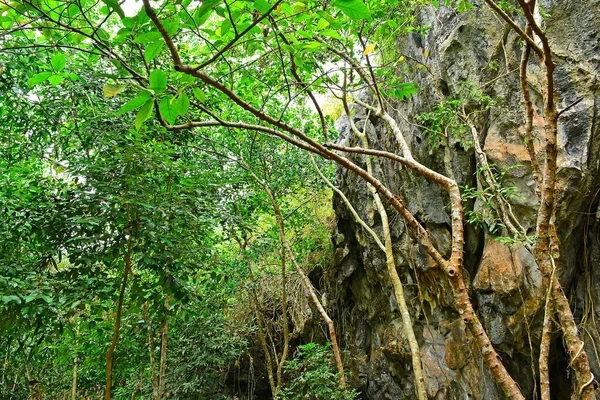 Rosnące Drzewa Zielone Rośliny Przyroda Rizal Filipiny — Zdjęcie stockowe