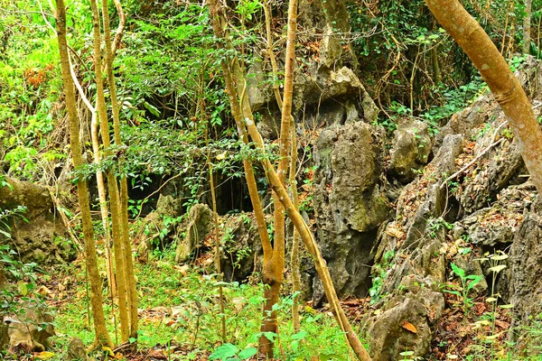 Growing Trees Green Plants Nature Rizal Philippines — Stock Photo, Image