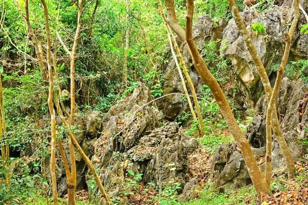 Growing Trees Green Plants Nature Rizal Philippines — Stock Photo, Image