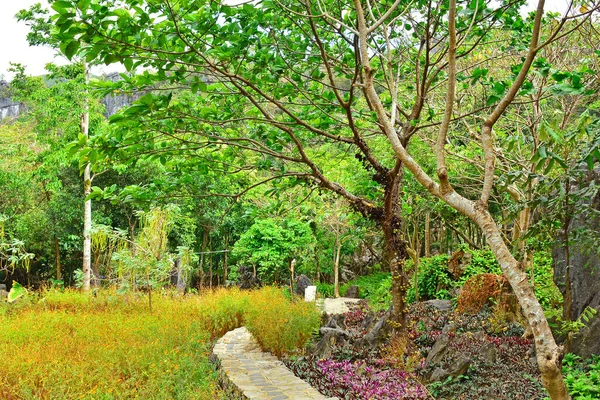 Wachsende Bäume Und Grüne Pflanzen Natur Rizal Philippinen — Stockfoto