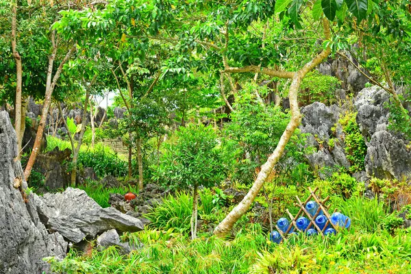 Растущие Деревья Зеленые Растения Природа Ризале Филиппины — стоковое фото