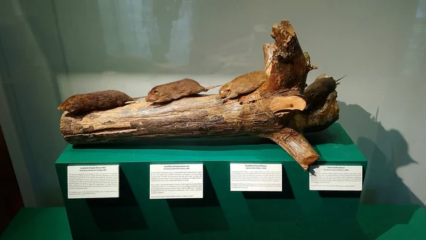 Manila June National Museum Natural History Rat Mouse Display 2017 — 스톡 사진