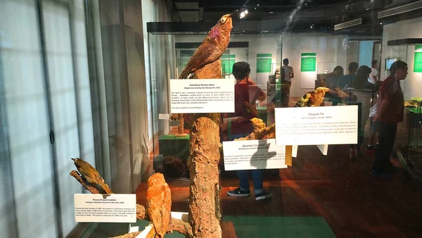 Manila Juni Ausstellung Nationalmuseum Für Naturhistorische Vogelarten Juni 2018 Manila — Stockfoto