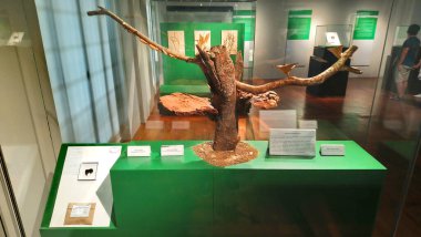 MANILA, PH - 24 Haziran - Ulusal Doğal Tarih Mantarları Müzesi Manila, Filipinler 'de 24 Haziran 2018.