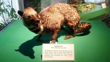 MANILA, PH - 24 Haziran - Ulusal Doğal Tarih Müzesi 24 Haziran 2018 tarihinde Manila, Filipinler 'de kahverengi yaprak türleri.