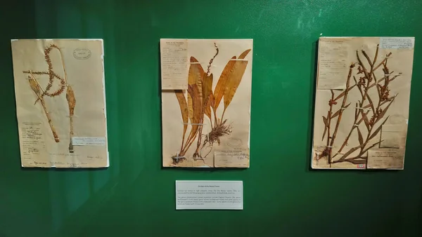Manila June National Museum Natural History Orchids Display June 2018 — Stock Photo, Image