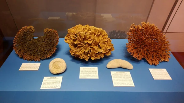 Manila Juni Ausstellung Nationalmuseum Für Naturhistorische Korallen Juni 2018 Manila — Stockfoto