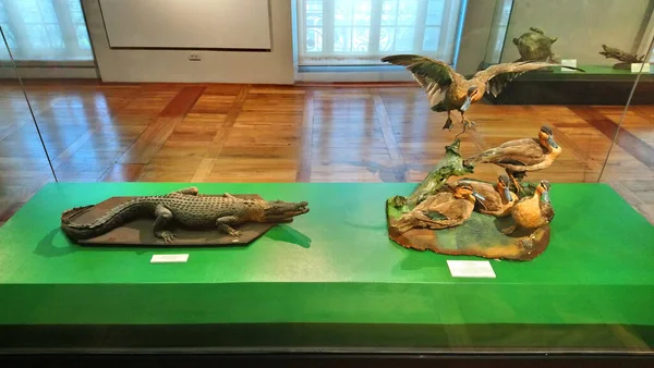 Manila Junio Museo Nacional Historia Natural Cocodrilos Aves Junio 2018 — Foto de Stock