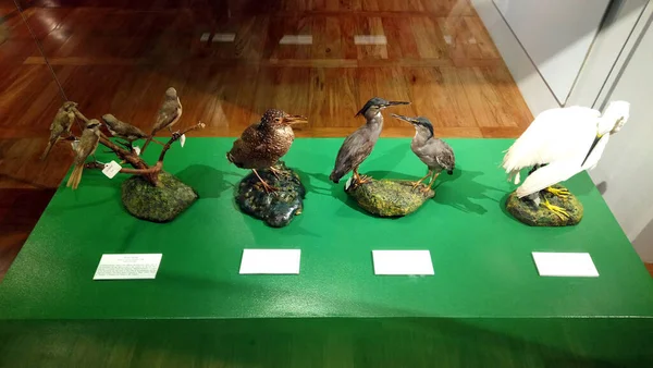 Manila Junio Museo Nacional Historia Natural Las Especies Aves Junio — Foto de Stock