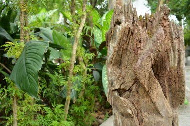 Bahçesinde tahıl çizgileri olan büyük kahverengi ağaç gövdesi.