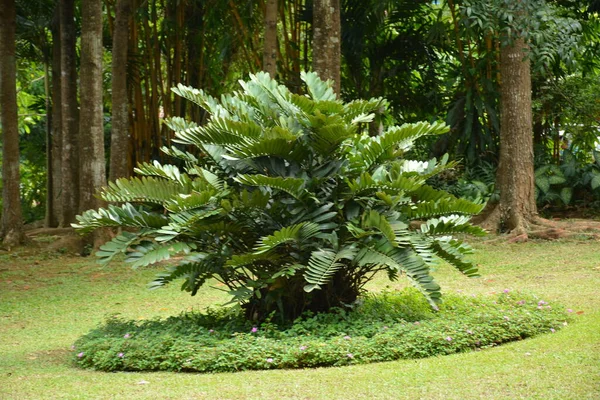 Feuilles Jardin Avec Herbe Arbres Aménagement Paysager Aux Philippines — Photo