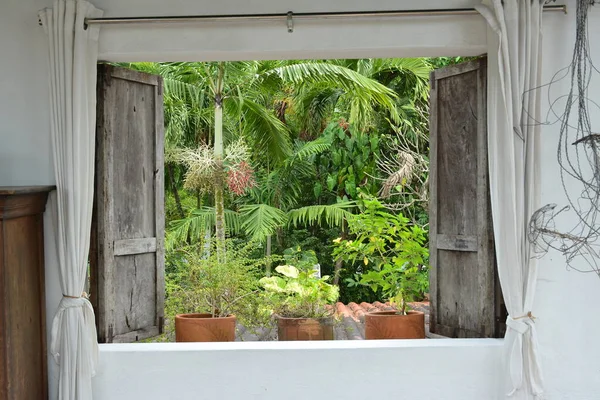 House window with garden and plants view during daytime