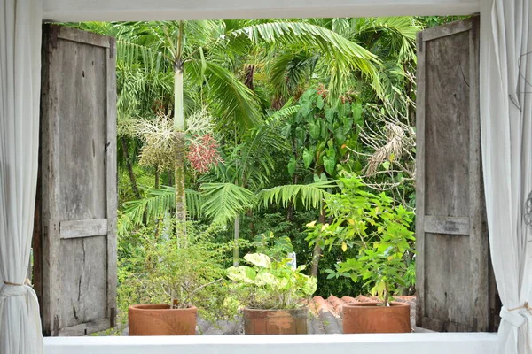 House window with garden and plants view during daytime