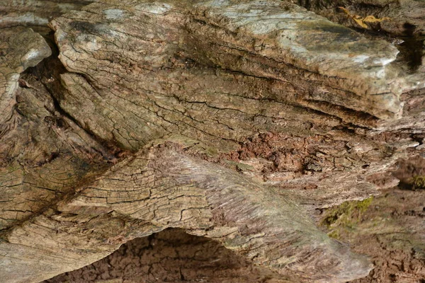 Grande Tronco Albero Marrone Con Linee Grano Esposte Giardino — Foto Stock