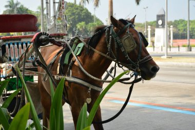 MANILA, PH - APR 7 - 7 Nisan 2019 tarihinde Filipinler, Manila 'da Kalesa beygiri.