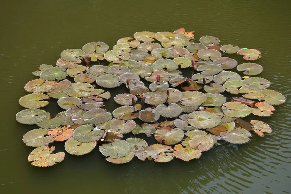 緑の蓮の葉と花はフィリピンの水上湖に浮かぶ — ストック写真