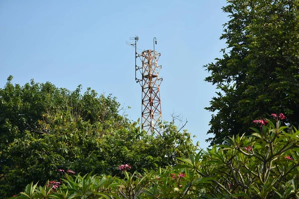 Groene Bomen Bladeren Zonnige Dag Met Heldere Luchten Filipijns Park — Stockfoto