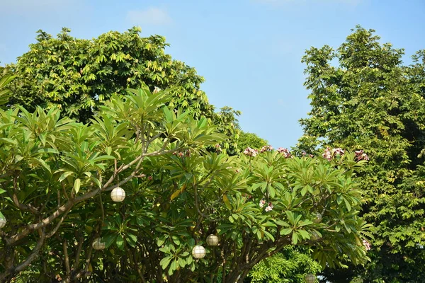 Árvores Verdes Folhas Dia Ensolarado Com Céu Limpo Parque Filipino — Fotografia de Stock
