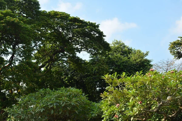 Πράσινα Δέντρα Και Φύλλα Την Ηλιόλουστη Μέρα Καθαρό Ουρανό Στο — Φωτογραφία Αρχείου