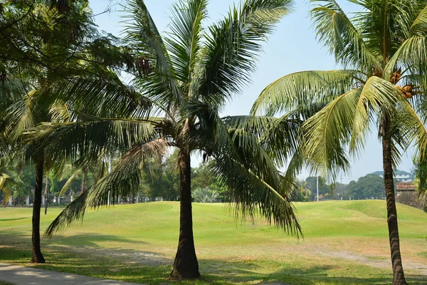 Cocos Verdes Hojas Día Soleado Con Cielos Despejados Parque Filipino —  Fotos de Stock