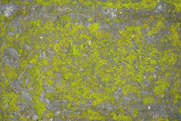 Outdoor Cement Ground Green Algae Background Philippines — Stock Photo, Image