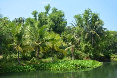 Filipinler 'de gündüz vakti yeşil yaprakları ve nehir suyu olan bir çiftlik.