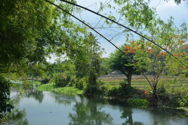 Filipinler 'de gündüz vakti yeşil yaprakları ve nehir suyu olan bir çiftlik.