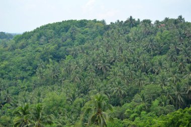 Filipinler, Batangas 'ta gündüz vakti ağaçlar ve yapraklarla kaplı dağ manzarası.