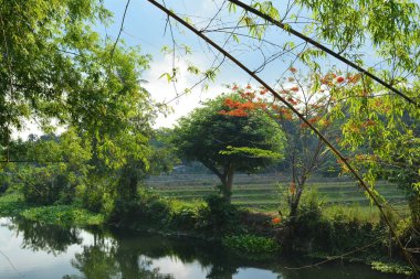 Filipinler 'de gündüz vakti yeşil yaprakları ve nehir suyu olan bir çiftlik.