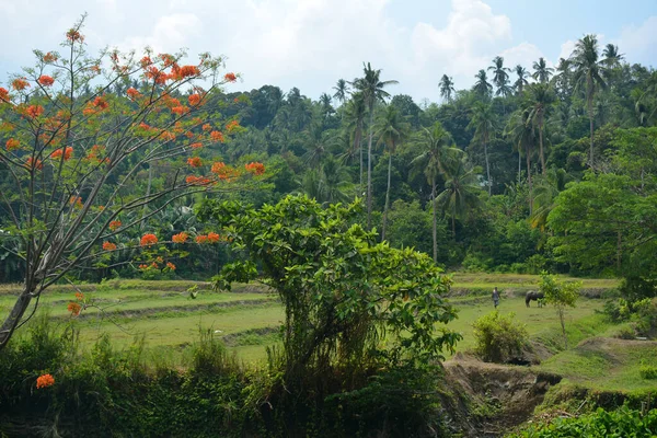 Granja Con Árboles Hojas Verdes Durante Día Filipinas — Foto de Stock