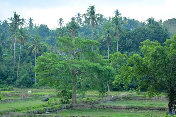 Granja Con Árboles Hojas Verdes Durante Día Filipinas —  Fotos de Stock