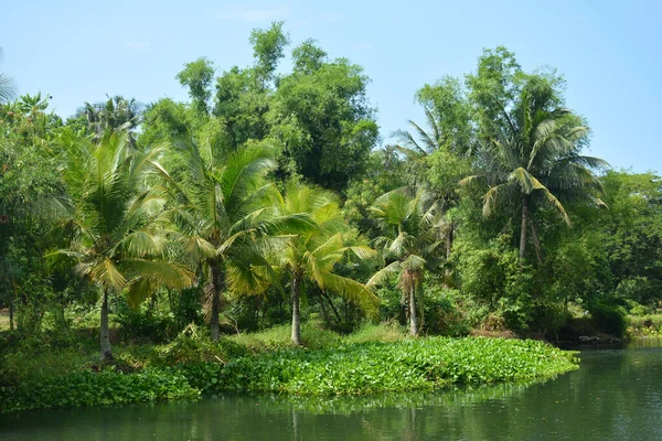 Filipinler 'de gündüz vakti yeşil yaprakları ve nehir suyu olan bir çiftlik.