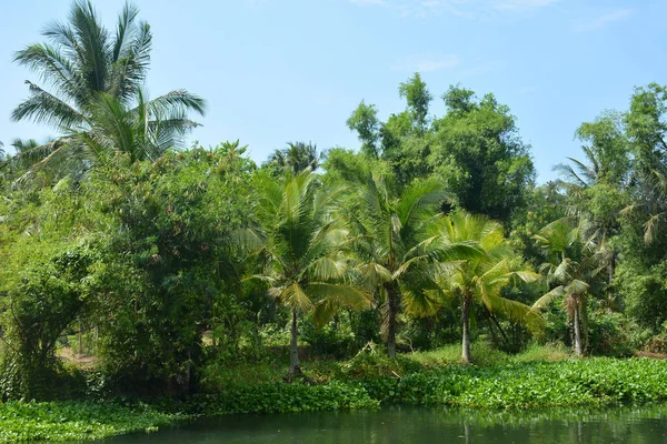 Filipinler 'de gündüz vakti yeşil yaprakları ve nehir suyu olan bir çiftlik.