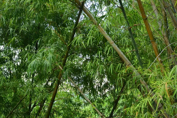 Filipinler 'de yeşil yapraklar ve kahverengi bambu çubukları yetişir. 