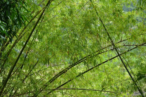 Folhas Verdes Paus Bambu Marrom Crescem Nas Filipinas — Fotografia de Stock