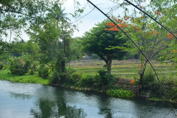 Filipinler 'de gündüz vakti yeşil yaprakları ve nehir suyu olan bir çiftlik.