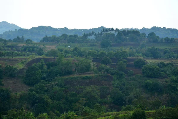 Filipinler, Batangas 'ta gündüz vakti ağaçlar ve yapraklarla kaplı dağ manzarası.