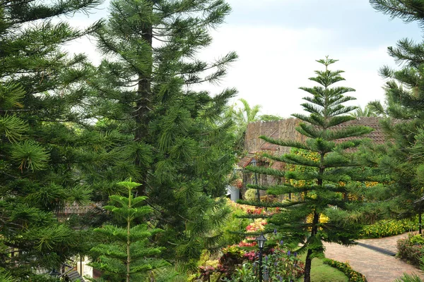 Filipinler Deki Kilise Yerleşkesinin Patikasıyla Çevrili Uzun Ağaçlar — Stok fotoğraf
