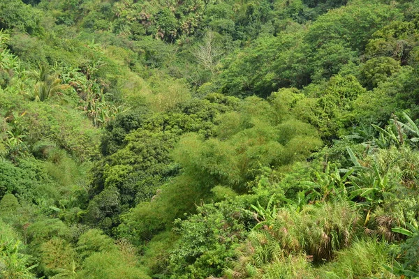 Widok Góry Drzewami Liśćmi Ciągu Dnia Tagaytay Filipiny — Zdjęcie stockowe