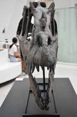 MANILA, PH - OCT 20 - Ulusal Doğal Tarih Müzesi dinozor kafatası 20 Ekim 2018, Manila, Filipinler.