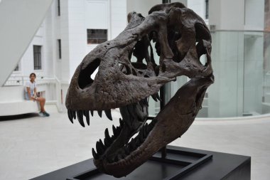 MANILA, PH - OCT 20 - Ulusal Doğal Tarih Müzesi dinozor kafatası 20 Ekim 2018, Manila, Filipinler.