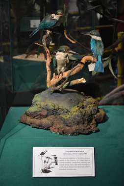 MANILA, PH - OCT 20 - Ulusal Doğal Tarih Müzesi 20 Ekim 2018 tarihinde Manila, Filipinler 'de Kingfisher kuşunu yakaladı.