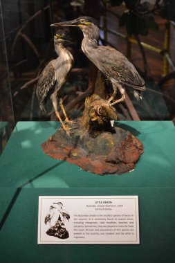 MANILA, PH - OCT 20 - Ulusal Doğal Tarih Müzesi Heron 20 Ekim 2018, Manila, Filipinler.