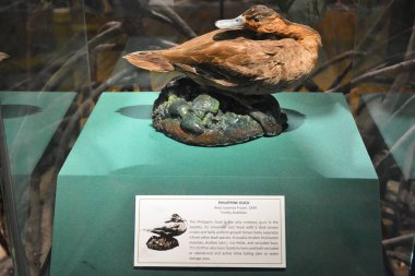 MANILA, PH - OCT 20 - Ulusal Doğal Tarih Müzesi 20 Ekim 2018 tarihinde Manila, Filipinler 'de ördek.