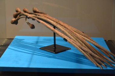 MANILA, PH - OCT 20 - Ulusal Doğal Tarih Müzesi 20 Ekim 2018, Manila, Filipinler.