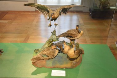 MANILA, PH - OCT 20 - 20 Ekim 2018 tarihinde Filipinler 'in Manila kentinde Ulusal Doğal Tarih Müzesi.