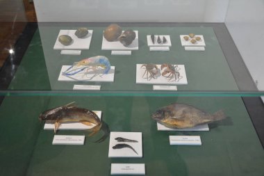 MANILA, PH - OCT 20 - Ulusal Doğal Tarih Müzesi 20 Ekim 2018 tarihinde Manila, Filipinler 'de deniz canlıları.