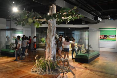 MANILA, PH - OCT 20 - Ulusal Doğal Tarih Müzesi Zooloji Hayvan Sergisi 20 Ekim 2018, Manila, Filipinler.