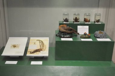 MANILA, PH - OCT 20 - Ulusal Doğal Tarih Müzesi Hayvan ve Bitki Sergisi 20 Ekim 2018, Manila, Filipinler.